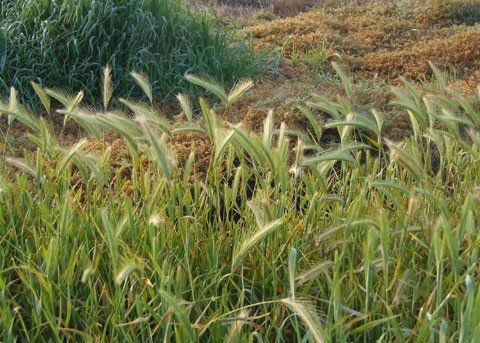 False-Barley-Plant