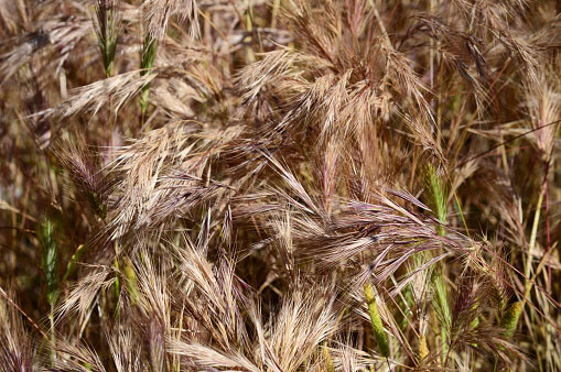 Mature-False-Barley-plant