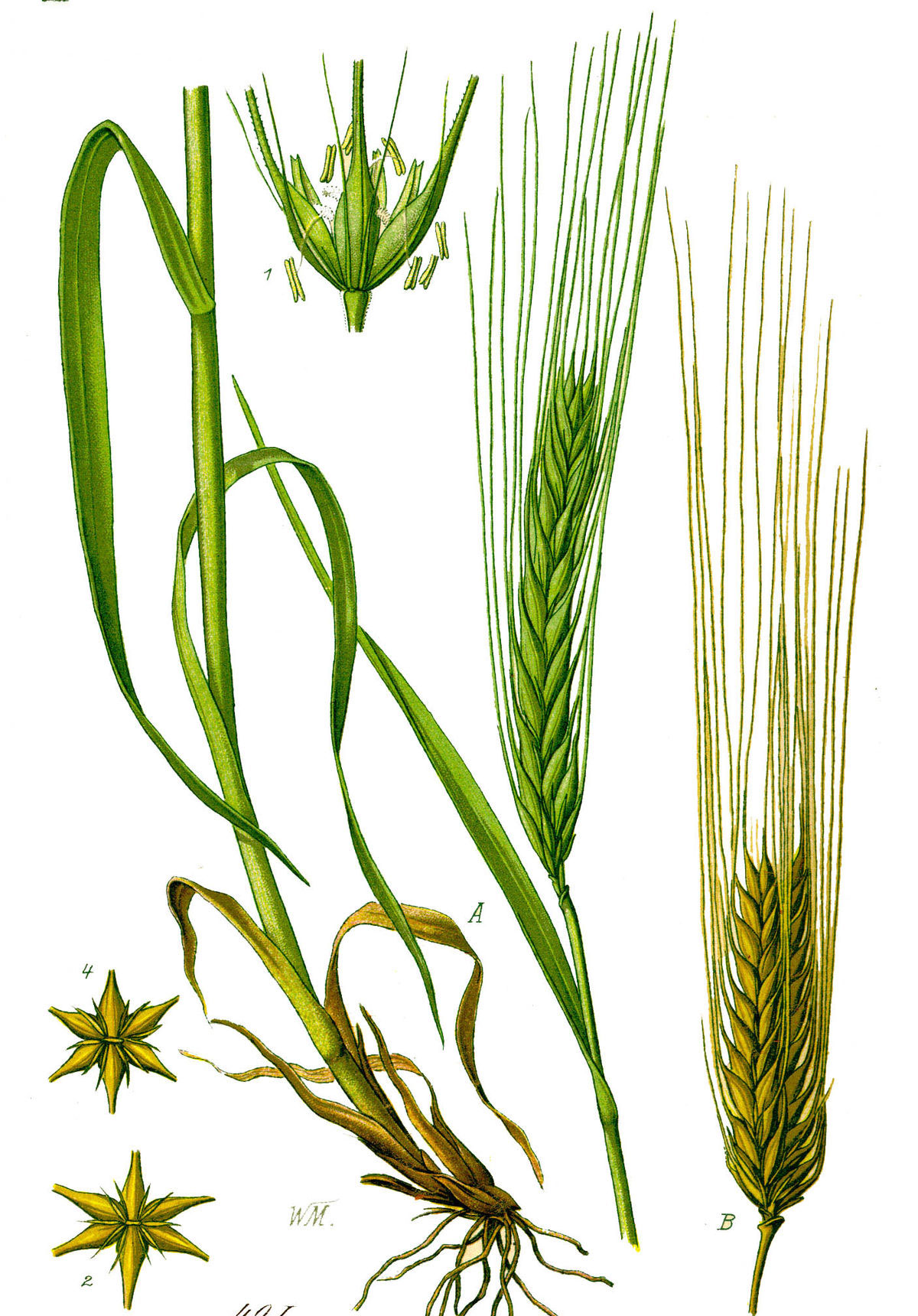 Plant-Illustration-of-False-barley