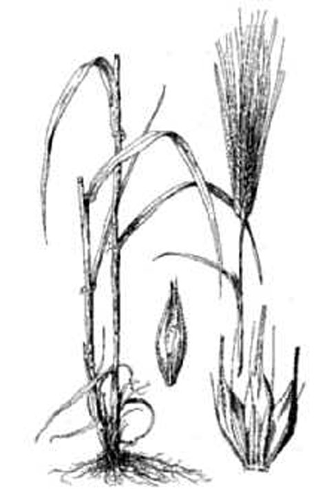 Sketch-of-False-barley