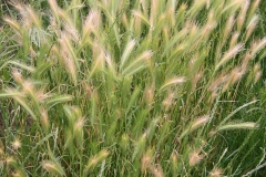 False-Barley-Plant-growing-wild