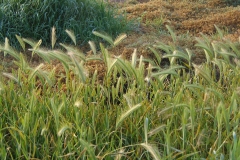 False-Barley-Plant
