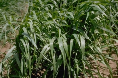 Leaves-of-False-barley