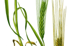 Plant-Illustration-of-False-barley