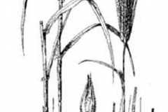 Sketch-of-False-barley