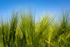 Spikelets-of-False-barley