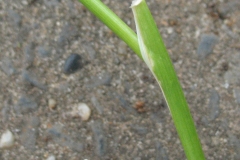 Stem-and-sheath-of-False-Barley