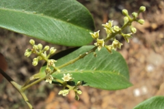 Flower-buds