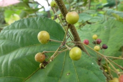 Fruits