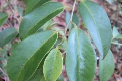 Leaves