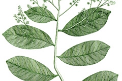 Plant-illustration