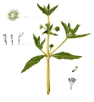 Plant-Illustration-of-False-daisy