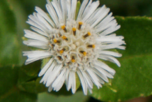 Closer-view-of-Flower
