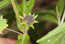 Dried-Fruits-of-False-daisy