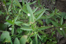 False-Daisy-Plant
