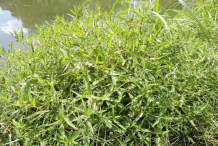False-daisy-Plant-growing-wild