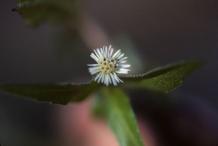 Flower-of-False-daisy