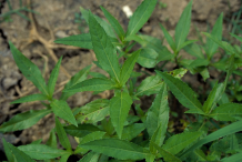 Leaves-of-False-daisy