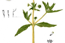 Plant-Illustration-of-False-daisy