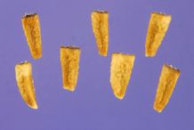 Seeds-of-False-daisy