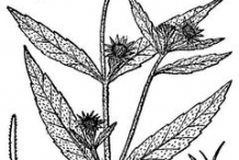 Sketch-of-False-daisy
