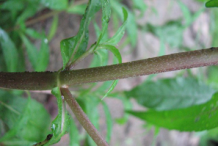 Stem-of-False-daisy-plant