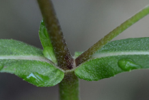Stem-showing-Leaf-bases