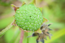 Unripe-Fruit-of-False-daisy