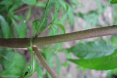 Stem-of-False-daisy-plant