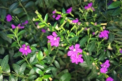 False-heather-plant