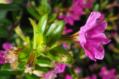 Flower-of-False-heather-plant