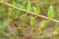 Immature-fruits-of-False-heather