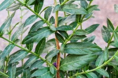 Leaves-of-False-heather
