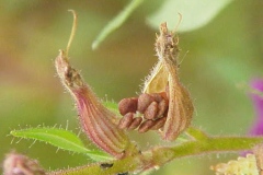 Mature-Fruit-of-False-heather