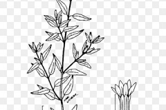 Plant-Illustration-of-False-heather