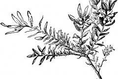 Sketch-of-False-heather