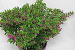 Small-False-heather-plant-on-the-pot