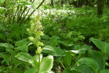 False-Hellebore--Plant-growing-Wild
