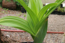 False-Hellebore--Plant-grown-on-pot