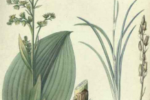 False-Hellebore--plant-Illustrations