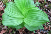 False-Hellebore-plant