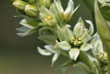 Flowers-of-False-Hellebore
