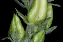 Fruits-of-False-Hellebore