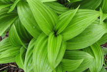 Leaves-of-False-Hellebore