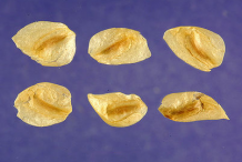 Seeds-of-False-Hellebore-plant