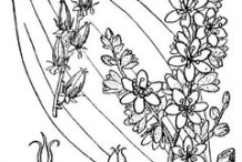 Sketch-of-False-Hellebore-plant