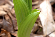 Small-False-Hellebore-Plant
