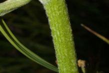 Stem-of-False-Hellebore-plant