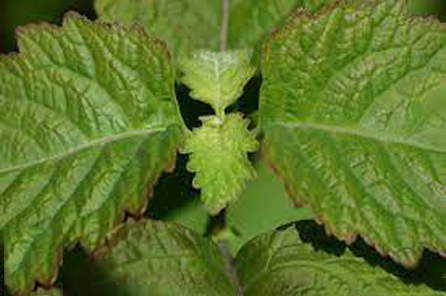 Closer-view-of-leaves-of-False-Patchouli