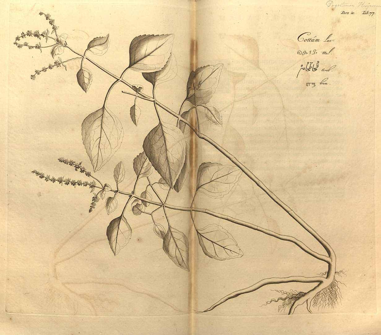 Plant-Illustration-of-False-Patchouli